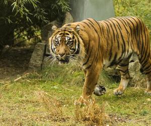 Tygrys rozszarpał swojego opiekuna. Wstrząsające okoliczności koszmaru w zoo 