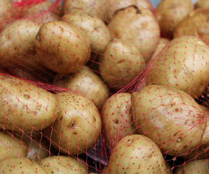 Młode ziemniaki z Polski produktem luksusowym? Ceny mogą podnieść ciśnienie