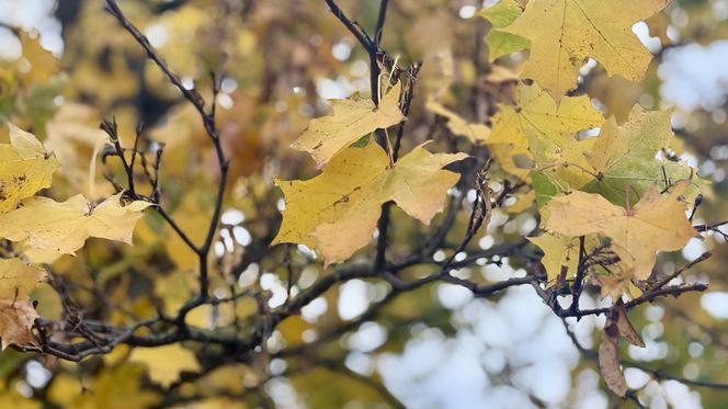 Jesień w Polsce 2025