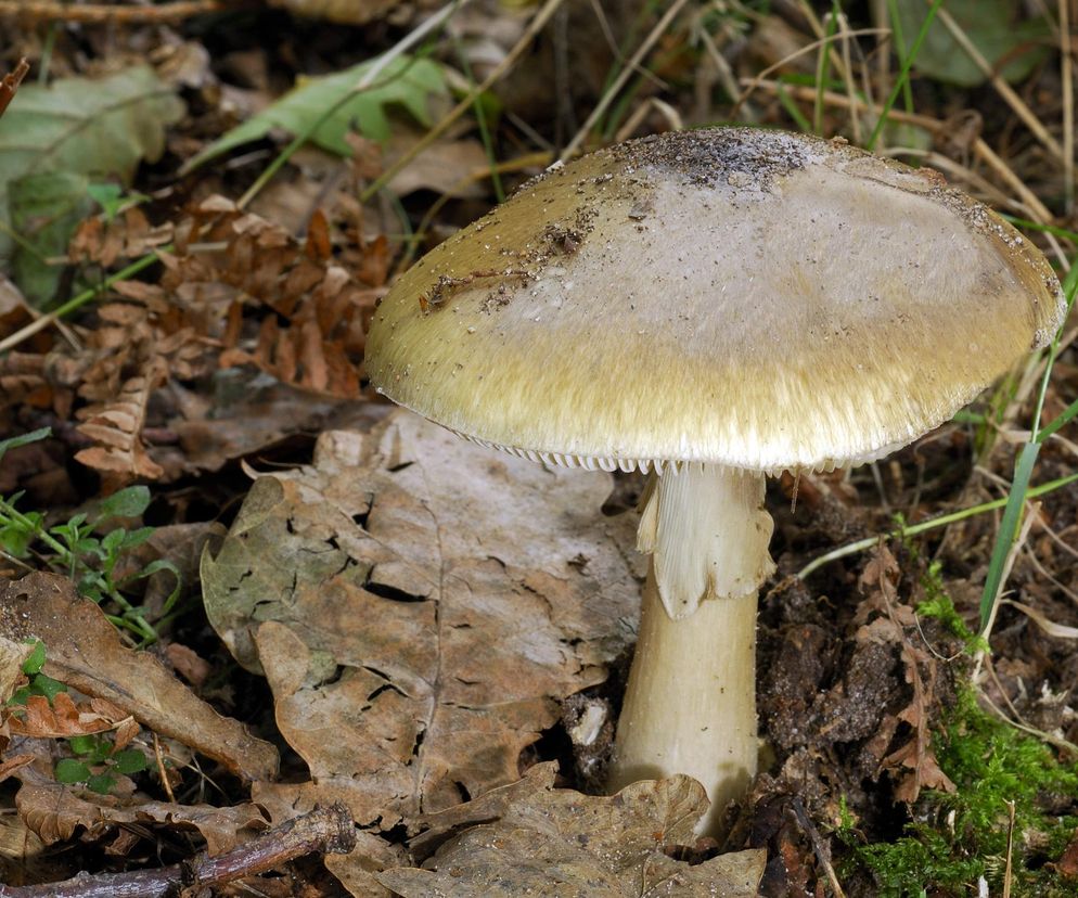 Muchomor sromotnikowy to najgroźniejszy grzyb w Polsce