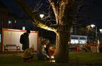 Bydgoszcz oświetla drzewa. Nastała jasność nad wiekowymi kasztanowcami