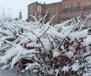 Leszno wygląda bajkowo! Na walentynki sypnęło śniegiem