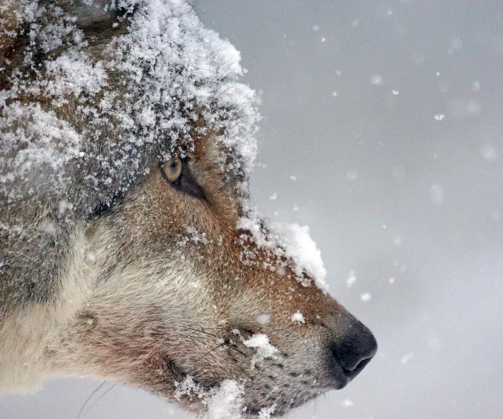 Makabryczne odkrycie na Podkarpaciu. Czy wilki zjadły człowieka? „Wstrzymajmy się”