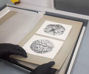 Tajemnica mózgu Piłsudskiego. Nieznany album w archiwach