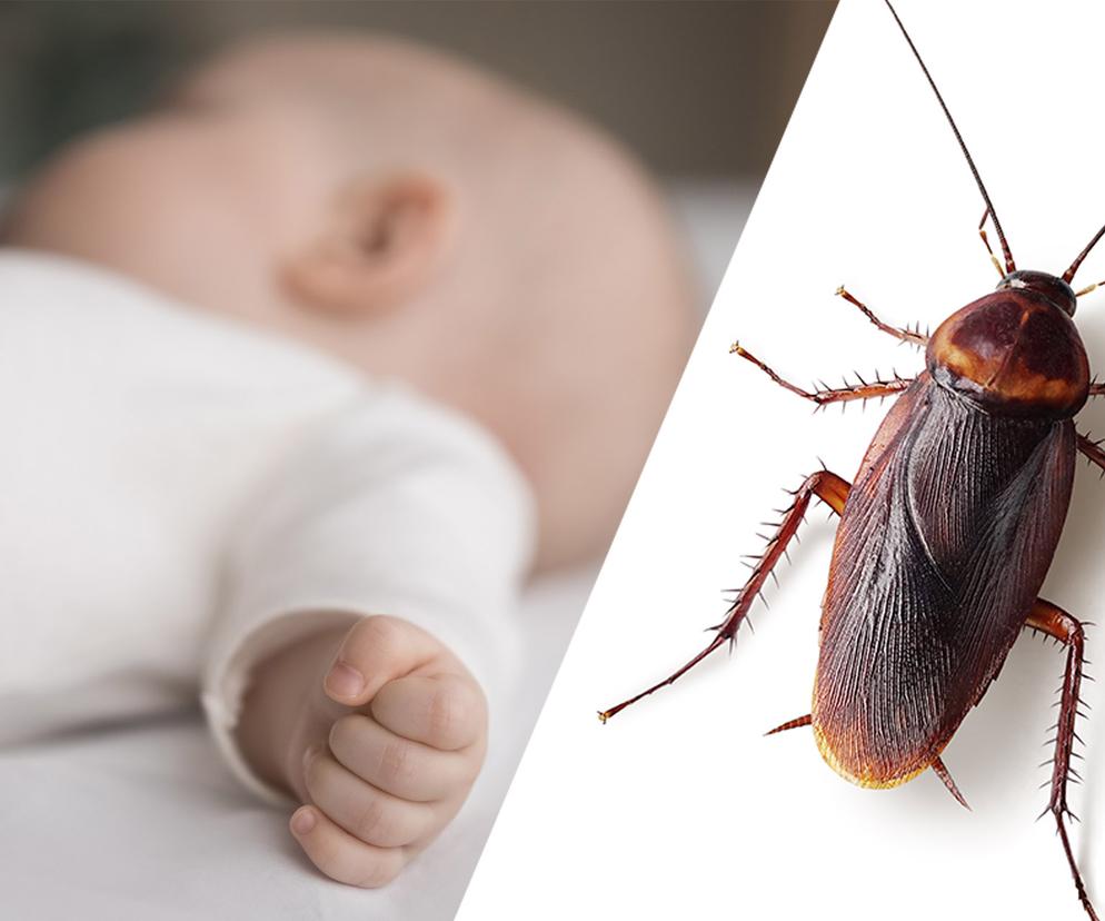 zgon dziecka i środek na karaluchy