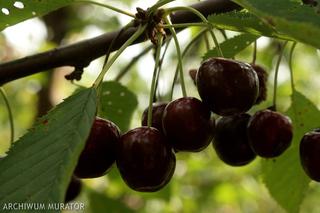 Czereśnia ‘Kordia’ - Prunus avium ‘Kordia’