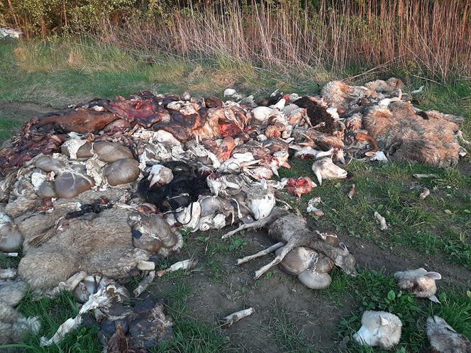 Odcięte głowy, skóry i wnętrzności. OBRZYDLIWE znalezisko w Barcicach!