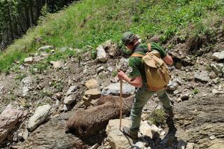 Straciła życie, uciekając przed samcem niedźwiedzia! Tragedia w Tatrach [ZDJĘCIA]