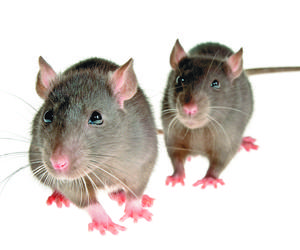 Antykoncepcja zamiast trutki na szczury