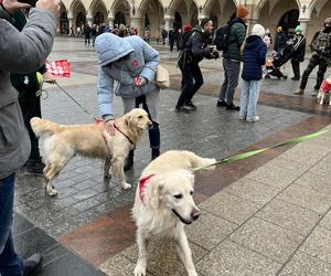 WOŚP 2024 w Krakowie. Grupa Golden Retriever opanowała cały Rynek Główny!