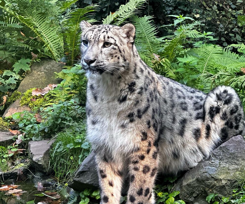 Pantera śnieżna Asha po kilku miesiącach zadomowiła się w opolskim zoo