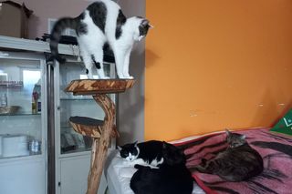 Poszukiwani wolontariusze do pomocy w Kociarni w Lesznie