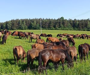 Największa taka stadnina na świecie leży w Małopolsce. Hodują tam wyjątkowe konie 