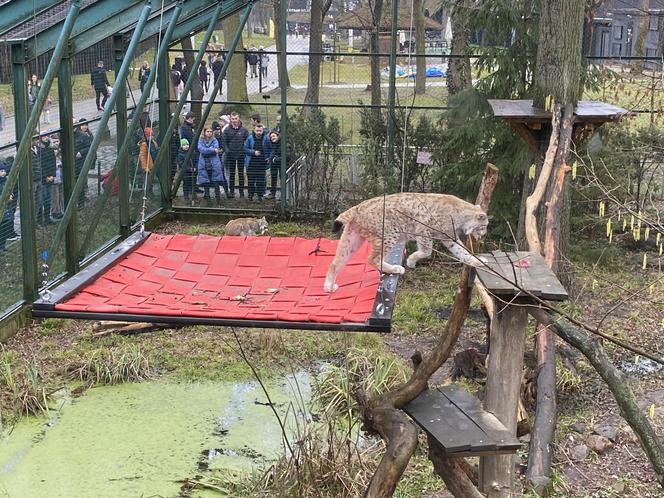 Dzień kota w łódzkim zoo. To doskonała okazja na obserwowanie nowego osobnika