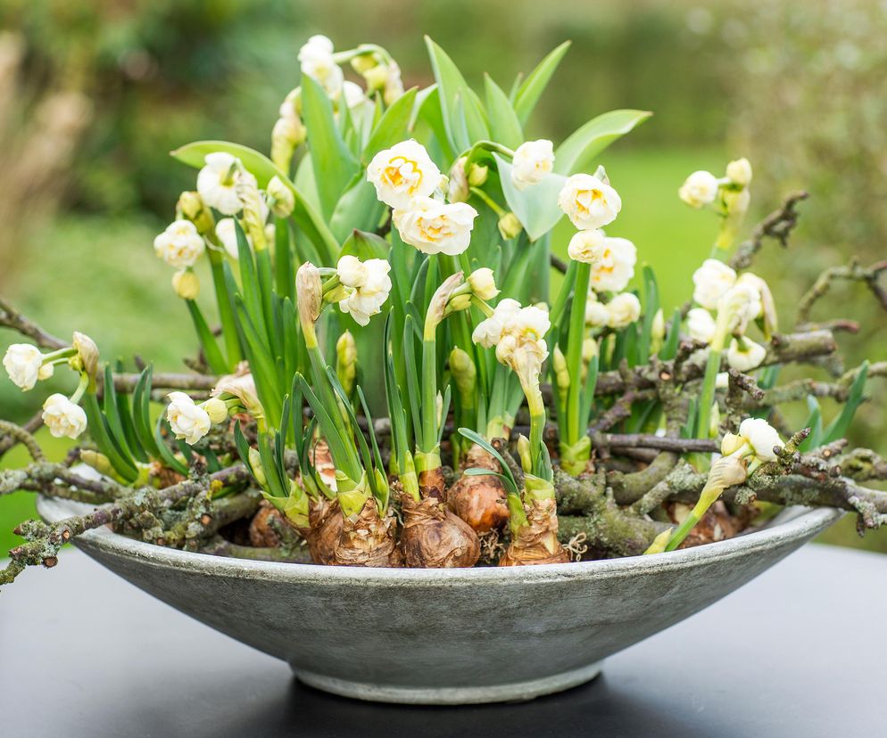 Narcyzy (Narcissus)