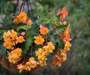 Zwisające kwiaty na balkon