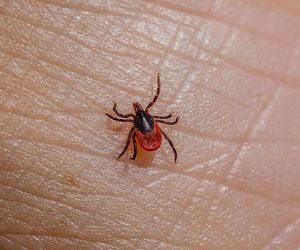 Leśnicy ostrzegają przed kleszczami. O czym trzeba pamiętać, wybierając się do lasu? 