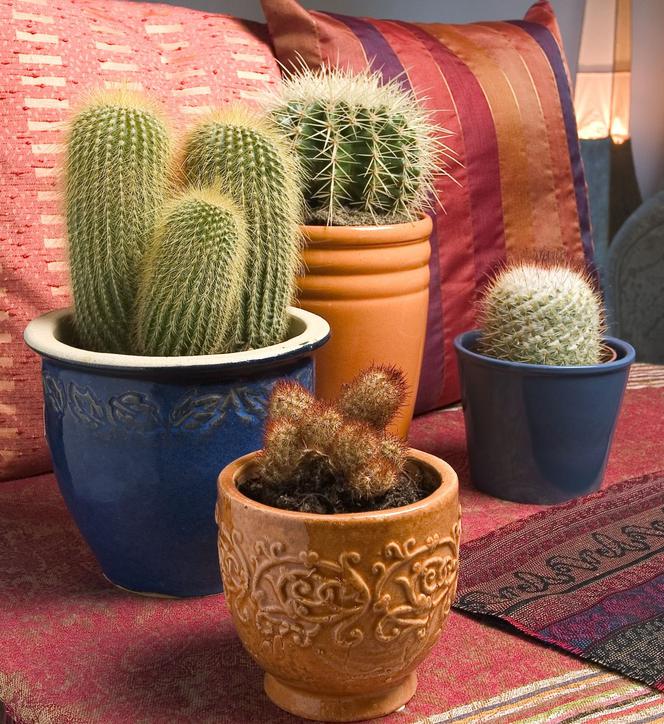 Kaktusy w domu