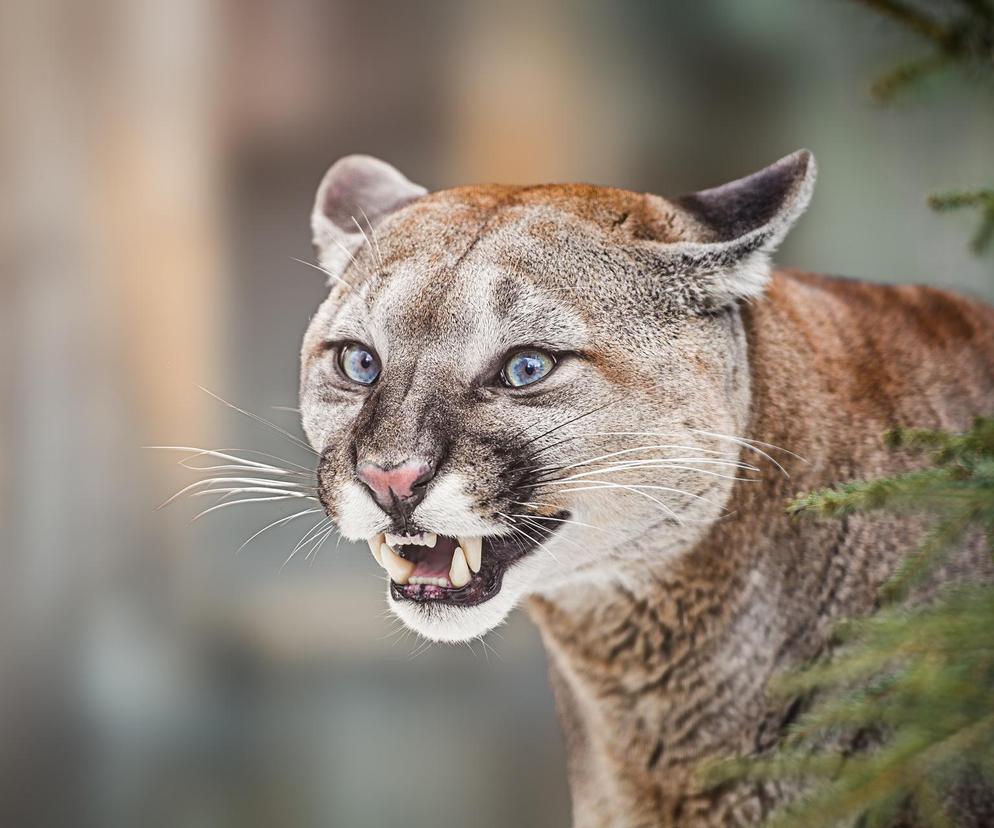 Puma zaatakowała w lesie! Jedna osoba nie żyje, druga ranna