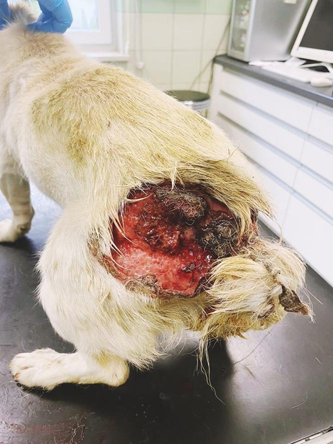 Pies z otwartą raną w lecznicy ADA w Przemyślu