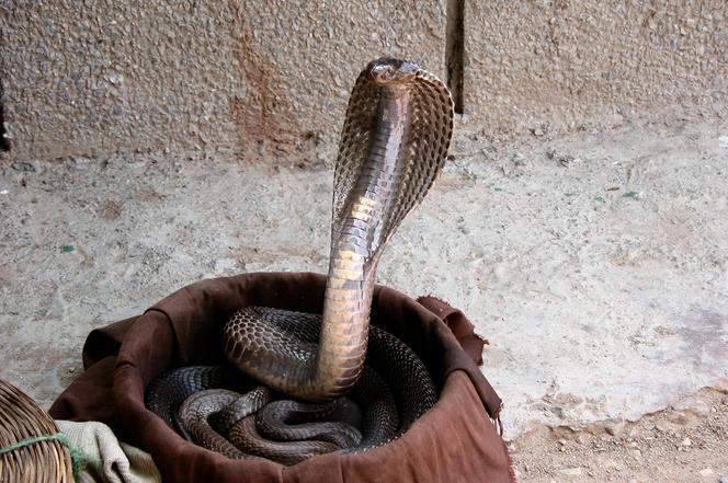 4. Kobra indyjska