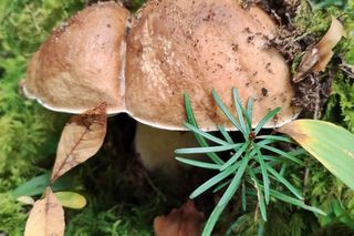 Muzyk Janusz Stasiak zbierał grzyby w Świętokrzyskiem