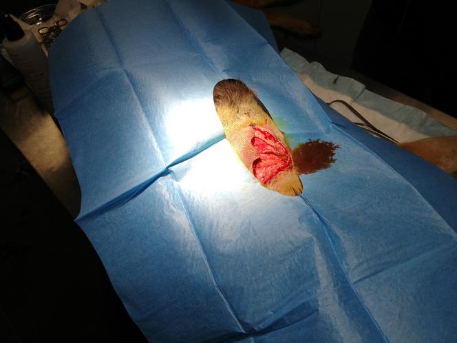 Dzik terroryzuje miasto