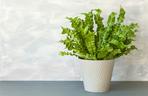 Zanokcica gniazdowa (Asplenium nidus)