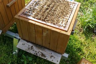 Wytrucie pszczół pod Mszczonowem