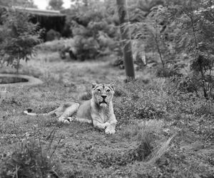 Odeszła lwica Tycia. Była ulubienicą opiekunów i gości łódzkiego zoo