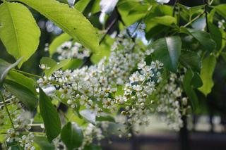 Czeremcha amerykańska = czeremcha późna - Prunus serotina