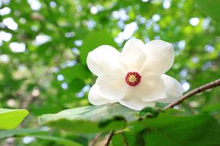 Magnolia Siebolda - Magnolia sieboldii