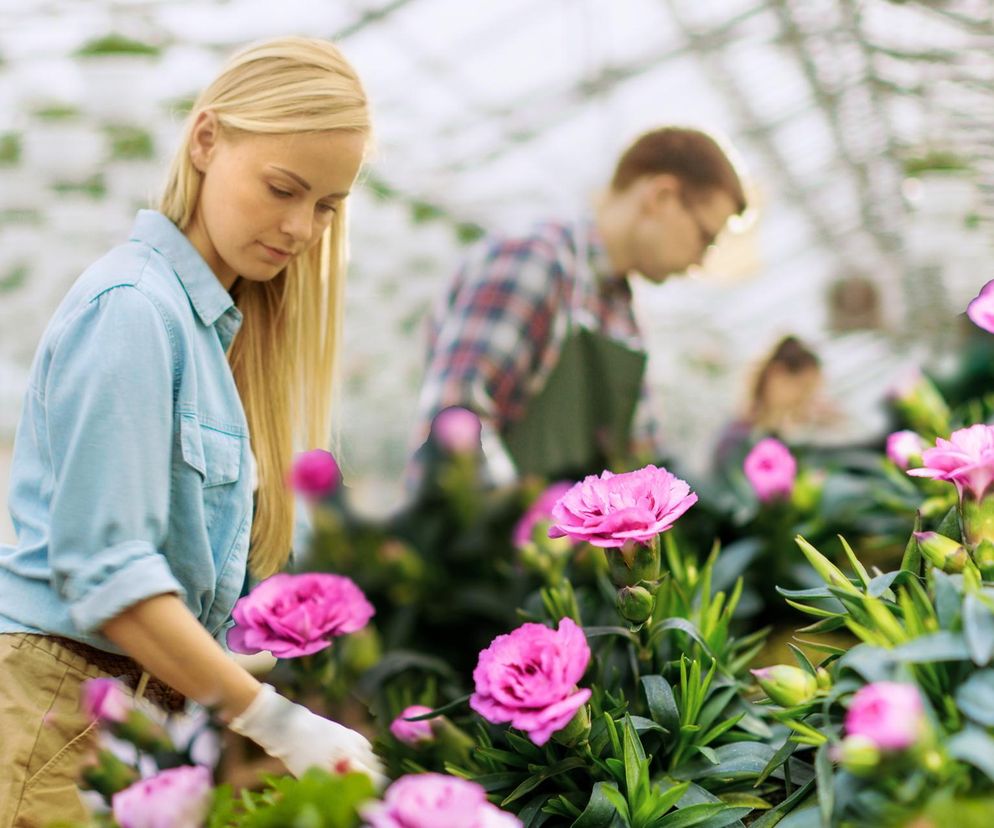 Goździki to wieloletnie kwiaty, które kwitną całe lato