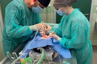 Kot Duszek najadł się migdałów, potrzebna była operacja.