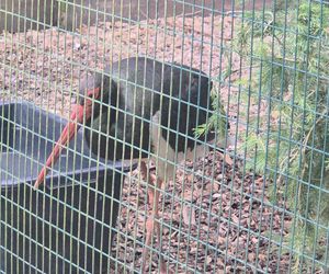 Zaglądamy do mieszkańców bydgoskiego ZOO. Kto mieszka w sercu Myślęcinka?