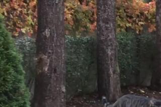 Tak mieszka Sławomir Nitras