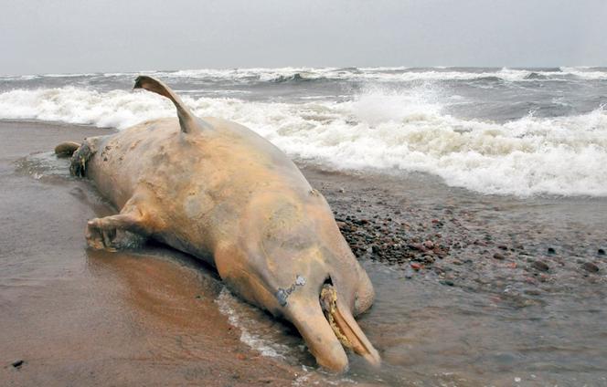 Wieloryb na polskiej plaży