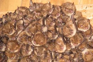 Śląskie: Chmara nietoperzy na strychu. Szokujące odkrycie zwala z nóg. Cała kolonia, rzadki gatunek [ZDJĘCIA]