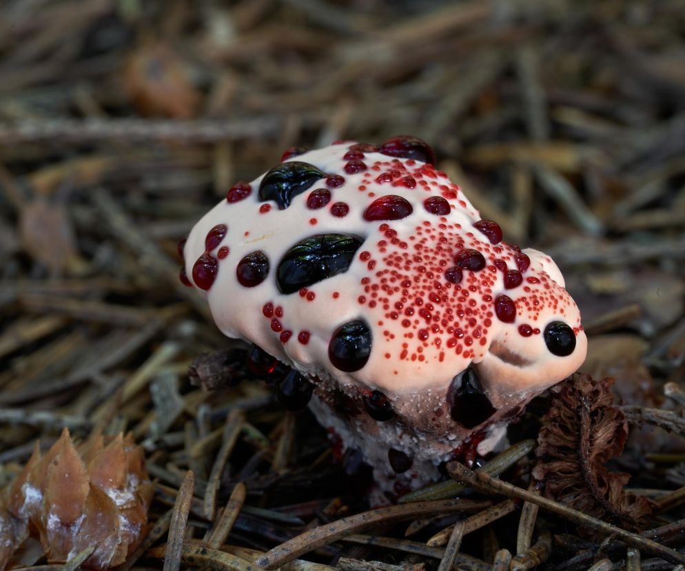 To nie scenografia horroru, te grzyby można spotkać w polskim lesie. Czy są bezpieczne? 