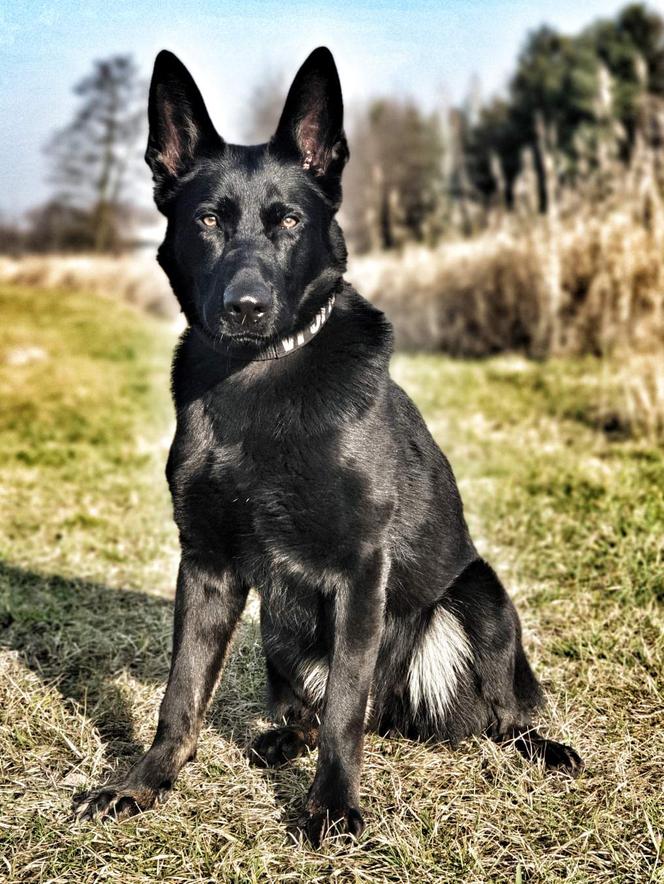 Super kadra policji w stolicy. Nowi funkcjonariusze na czterech łapach.