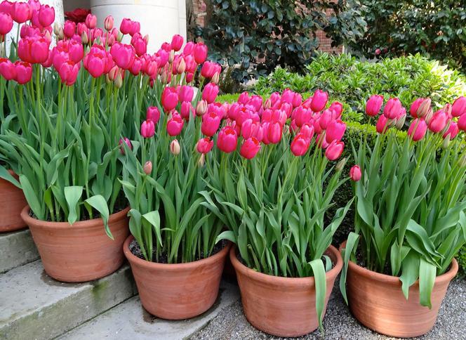 Tulipany w ceramicznych donicach