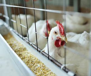 Potencjał pandemiczny grypy ptaków. Bliżej, niż nam się wydaje