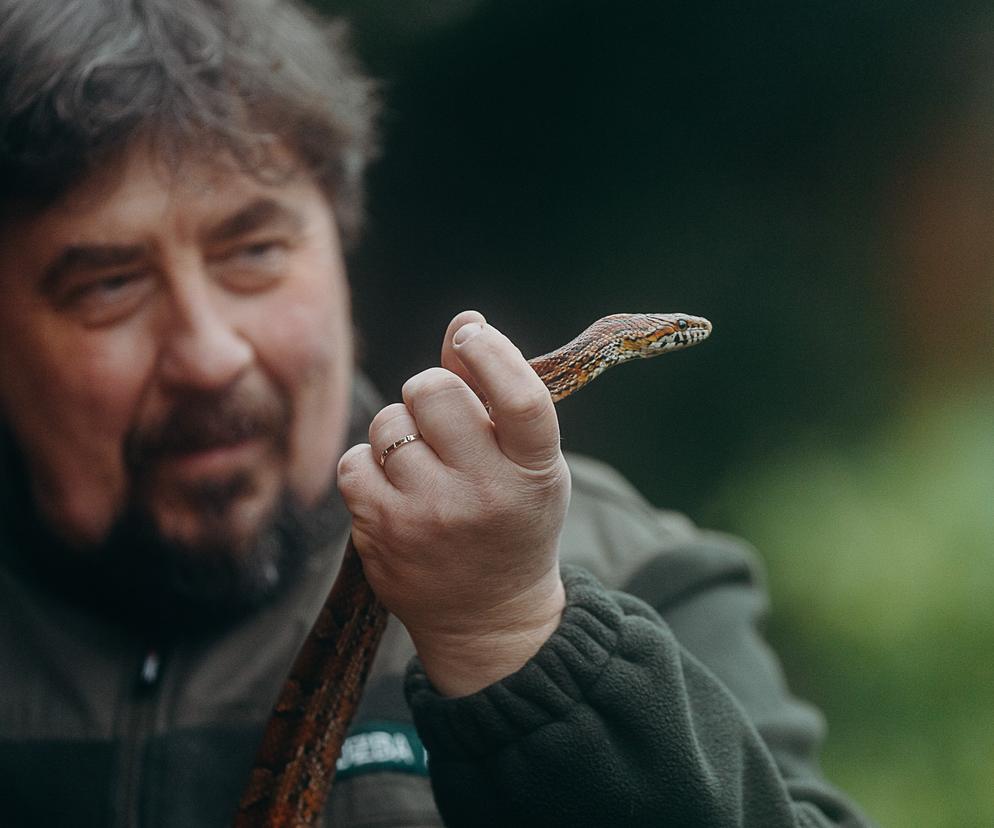 Egzotyczny wąż zbożowy w lesie w Katowicach