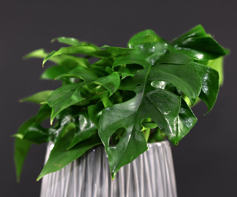 Monstera minima