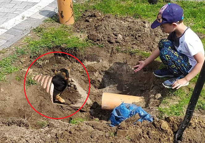 Ciężarna suczka utknęła w rurze! Do akcji wkroczyli strażacy