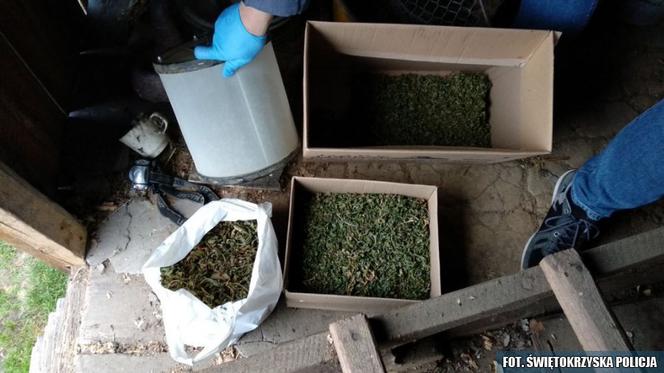 Wspólna akcja policjantów z Kielc i Grudziądza. Odkryli podziemną plantację