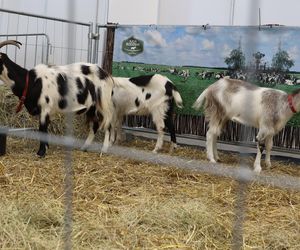 ZooPark ponownie przyciągnął do Targów Lublin tłumy miłośników zwierząt