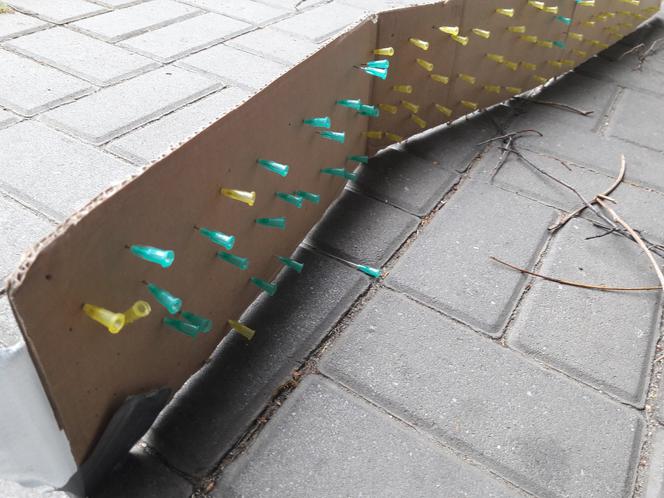 Makabryczna pułapka na zwierzęta w Katowicach. Kto na ulicy postawił kartonowy pas nabity igłami?