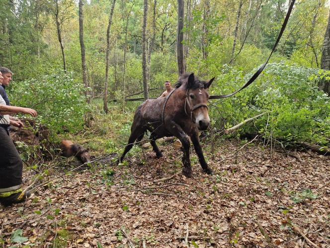 Nietypowe interwencje służb. Strażacy-ochotnicy uratowali stado koni, a strażnicy miejscy sarenki