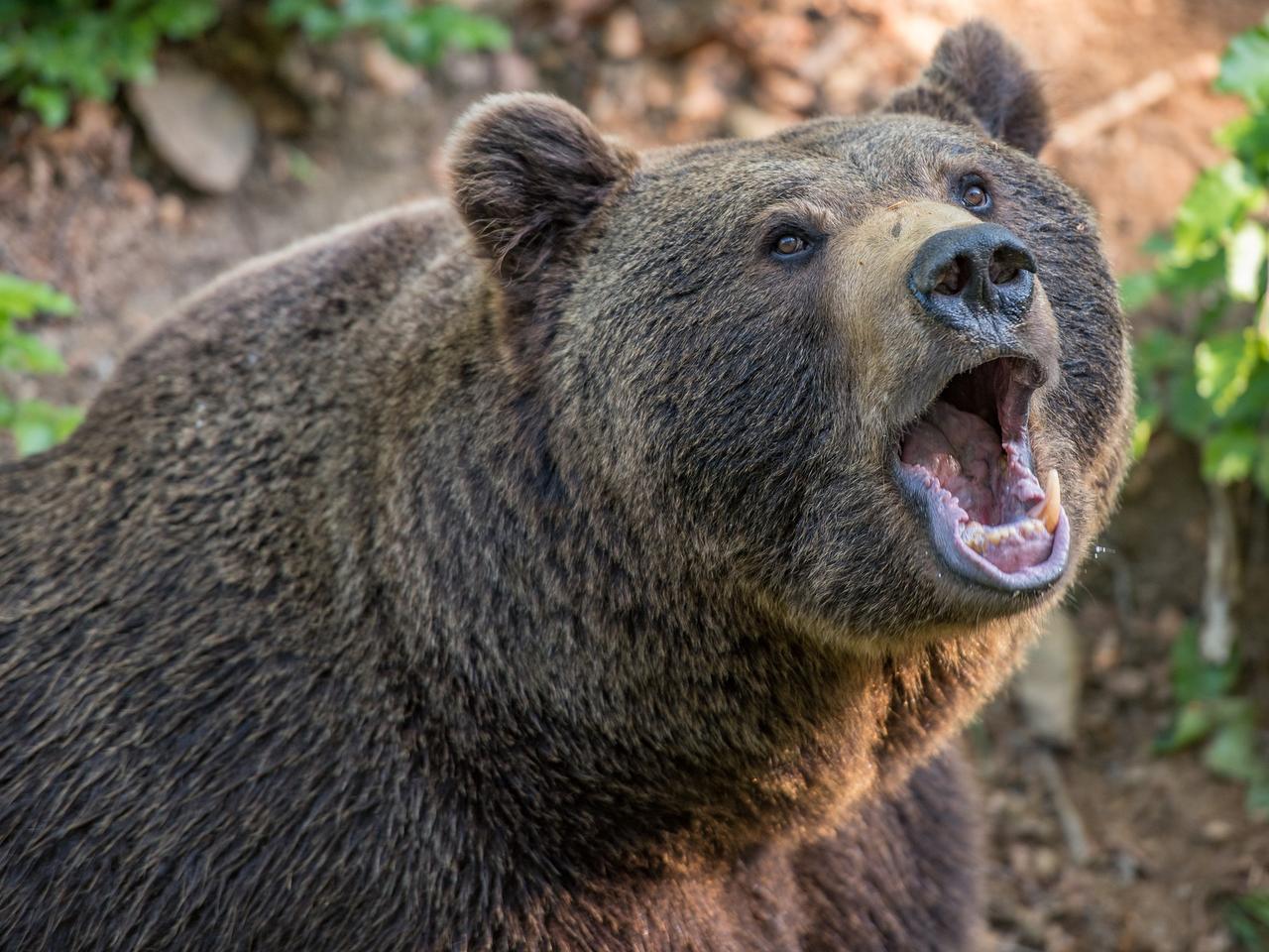 Niedźwiedzica z Bieszczad znowu wróciła! Nie daje spokoju mieszkańcom gminy Solina